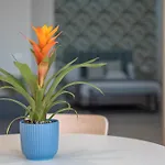 Loft The Ma Appartamento Costa Adeje (Tenerife)